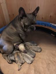 Find french bulldog in canada | visit kijiji classifieds to buy, sell, or trade almost anything! Rockybound Frenchies Babies