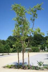 Image result for Combretum erythrophyllum