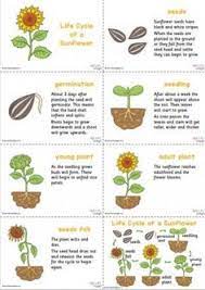 Like the seeds they grow from, sunflower microgreens are a good source of calories and healthy unsaturated fats. 16 Planting Sunflower Seeds Ideas Planting Sunflower Seeds Growing Sunflowers Sunflower