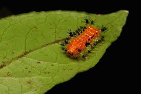Black And White Striped Caterpillar With Yellow Sides Stinging Nettle Slug Caterpillar Cup Moth Limacodidae Cherry Ripple Moth Caterpillar Stinging Nettle