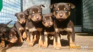The first recorded use of tan as a color name in english was in the year 1590. Kelpie Pups
