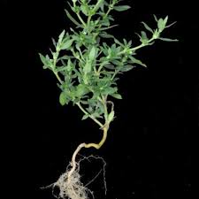 Image result for Spermacoce senensis