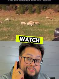 Guy Talking to Sheep