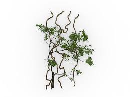 Climbing Vines 3d Model 3ds Max Files Free Download Climbing Vines Vines 3d Model
