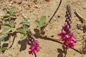Image result for Indigofera ingrata