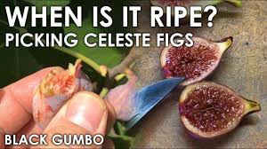 When Is My Celeste Fig Ripe Black Gumbo