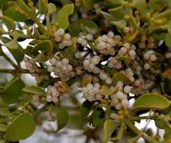 Image result for Viscaceae