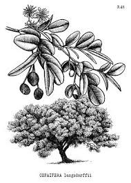 Image result for Copaifera