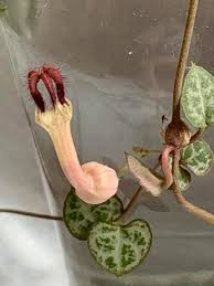 Image result for Ceropegia arenarioides