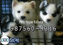 Find out pure breed siberian. Show Quality Massive Siberian Husky Ready To Sale At Pets 8230 Kolkata Free Classifieds