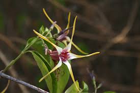 Image result for Strophanthus amboensis