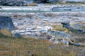 Image result for wikimedia commons images coyotes