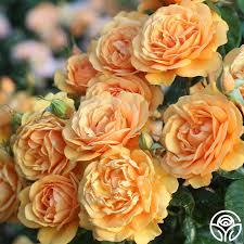 South Africa Sunbelt Floribunda Rose