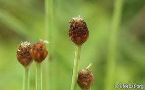 Image result for Eleocharis geniculata