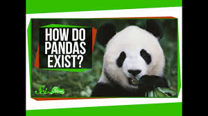 Say you wanted to spawn a lazy panda at x:0 y:0 z:0, how would you do that? Want Something Flufffy Here Are Some Fluffy Facts About Giant Panda