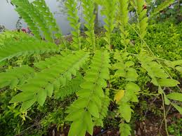 Image result for Cassia agnes