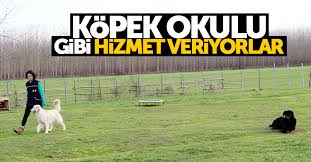 Samsun Da Kopek Okulu Gibi Egitim Merkezi