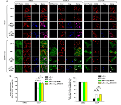 Using genetic and biochemical assays, we studied the interaction of drp1. Mff Is Required For Parkin Mediated Autophagy A Mff Egfp Parkin Download Scientific Diagram