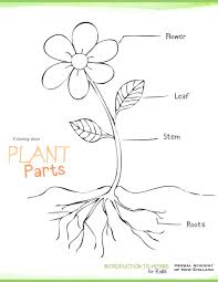 Introduction To Herbs For Kids Meet My Friend Herb Part 2 Parts Of A Flower Parts Of A Plant Plants Worksheets