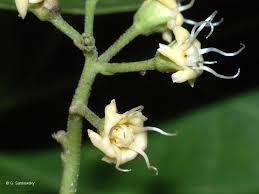 Image result for Cynanchum ledermannii