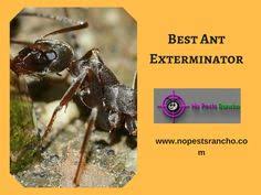 Rancho cucamonga, ca 79 pest control companies near you. David James Jamdavid32 Profile Pinterest