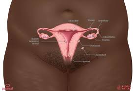 Image result for Friable Cervix