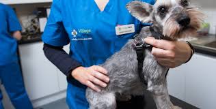 If you're traveling with a pet, you should always bring their medical records along for of course, these are just the basics. Village Vets Dunshaughlin Village Vets