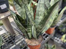 In this video, i showcase my sansevieria collection! Sansevieria Frozen 6 Sunnyside Gardens