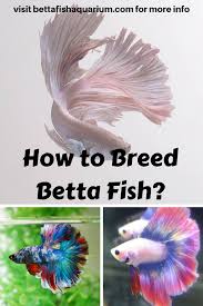 How To Breed Betta Fish In 2020 Breeding Betta Fish Betta Fish Care Betta Fish