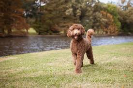 It's undoubtedly true that machines which are cleaned properly will produce better tasting coffee. 10 Best Labradoodle Dog Hair Clippers With Answers To Faqs