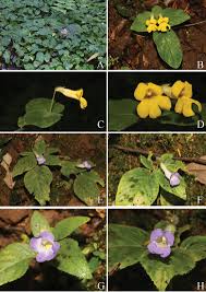 Image result for Gesneriaceae