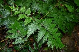 Image result for Selaginella kivuensis