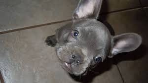 Frenchie french bulldog female frenchie. Puppy Scam Victim Warns Others Looking For Pets Online Whas11 Com