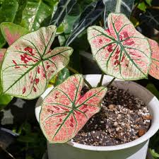 Image result for Caladium