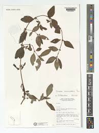 Image result for Hexasepalum sarmentosum