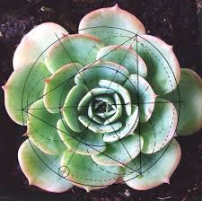 Check spelling or type a new query. Succulent Sacred Geometry Sacred Geometry Succulents Geometry