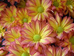 Check spelling or type a new query. Daisy Mums Hgtv