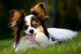 Papillon Dog Breed Information