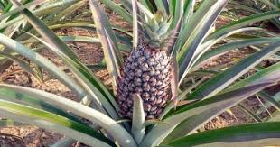 Maybe you would like to learn more about one of these? Jocote Frutas Tropicales 2021