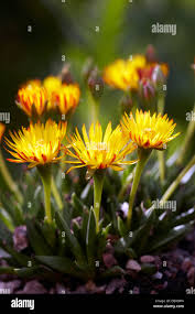 Image result for Hereroa glenensis