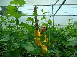 Maybe you would like to learn more about one of these? Cara Tanaman Rockmelon Diy Hidroponik Terengganu Facebook