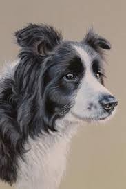 Black And White Collie Dog Drawing Border Collie Painting Dog Paintings Dog Drawing Border Collie Art