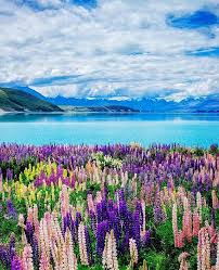 Planning To Travel New Zealand If You Visit During Their Summer Time November February You Ll Get To See Be New Zealand Travel New Zealand Beach Lake Tekapo