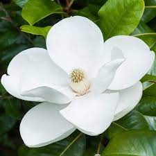 Buy Magnolia Grandiflora J Parker Dutch Bulbs Magnolia Grandiflora Magnolia Flower Botanical Flowers