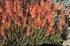 Image result for Aloe plowesii