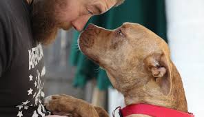 Save a life and adopt a pet curious about the animals seen on puppy bowl and dog bowl? Philadelphia Animal Welfare Society Paws Linkedin