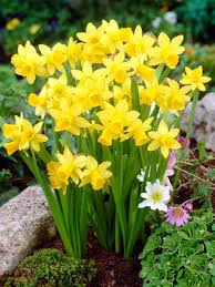 Daffodil Tete A Tete Value Pack X18 Bluestone Perennials Daffodil Flower Bulb Flowers Daffodils