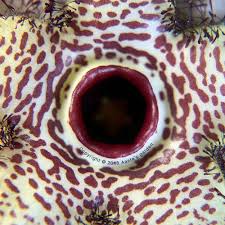 Image result for Orbea paradoxa