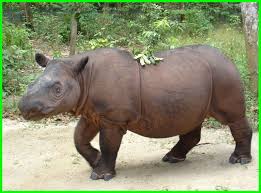 Check spelling or type a new query. 10 Flora Dan 10 Fauna Di Indonesia Beserta Gambarnya Daftarhewan Com