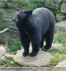 American Black Bear Ursus Americanus Black Bear American Black Bear Black Animals